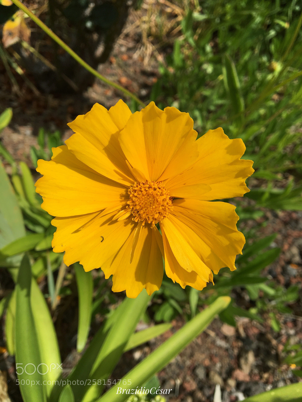 Apple iPhone 6s sample photo. Untitled photography