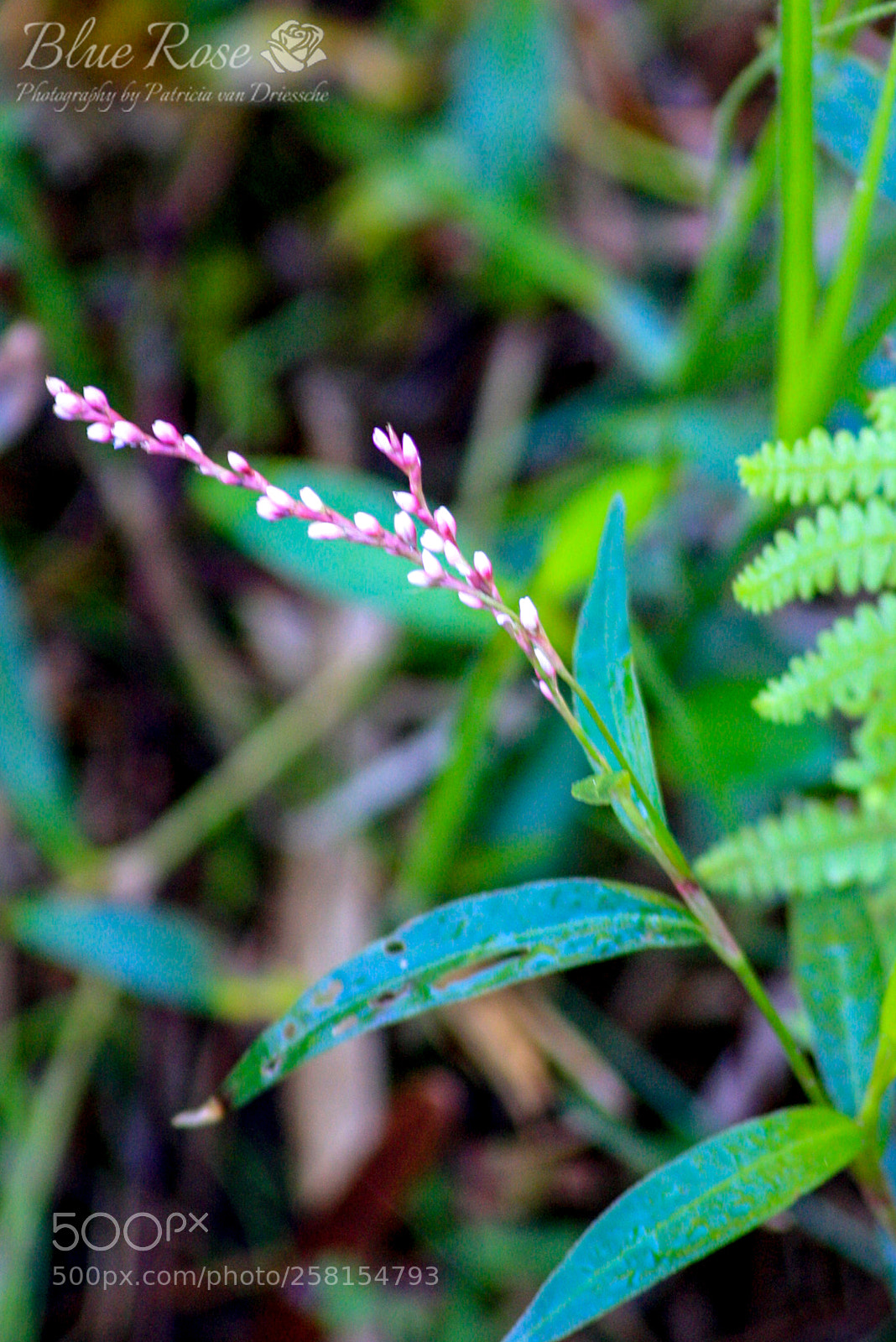 Canon EOS 1000D (EOS Digital Rebel XS / EOS Kiss F) sample photo. Winter bloom photography