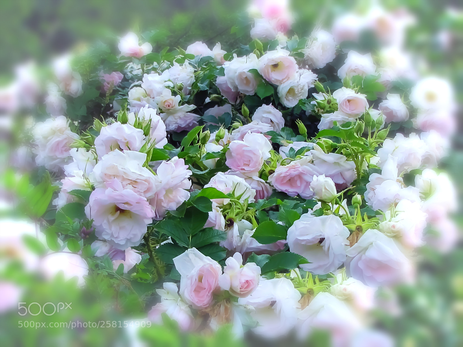 Canon PowerShot SX20 IS sample photo. My park roses photography