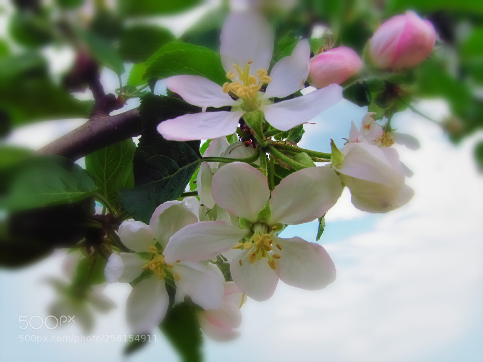 Canon PowerShot SX20 IS sample photo. My apple tree blossoms photography