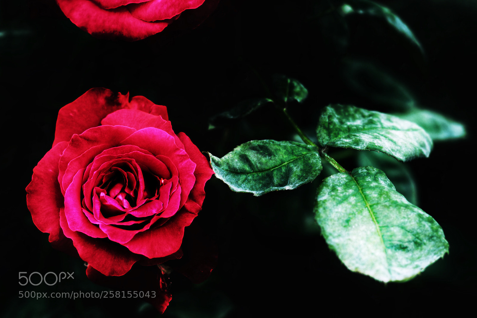 Canon EOS 80D sample photo. Untitled photography