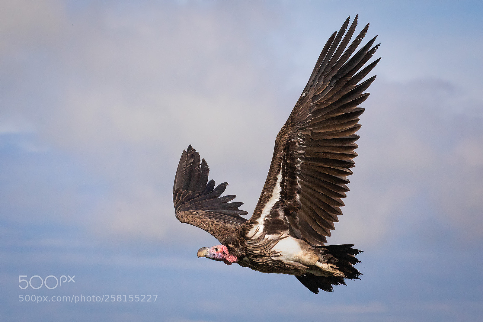 Canon EOS 5D Mark IV sample photo. Lappet-faced vulture photography