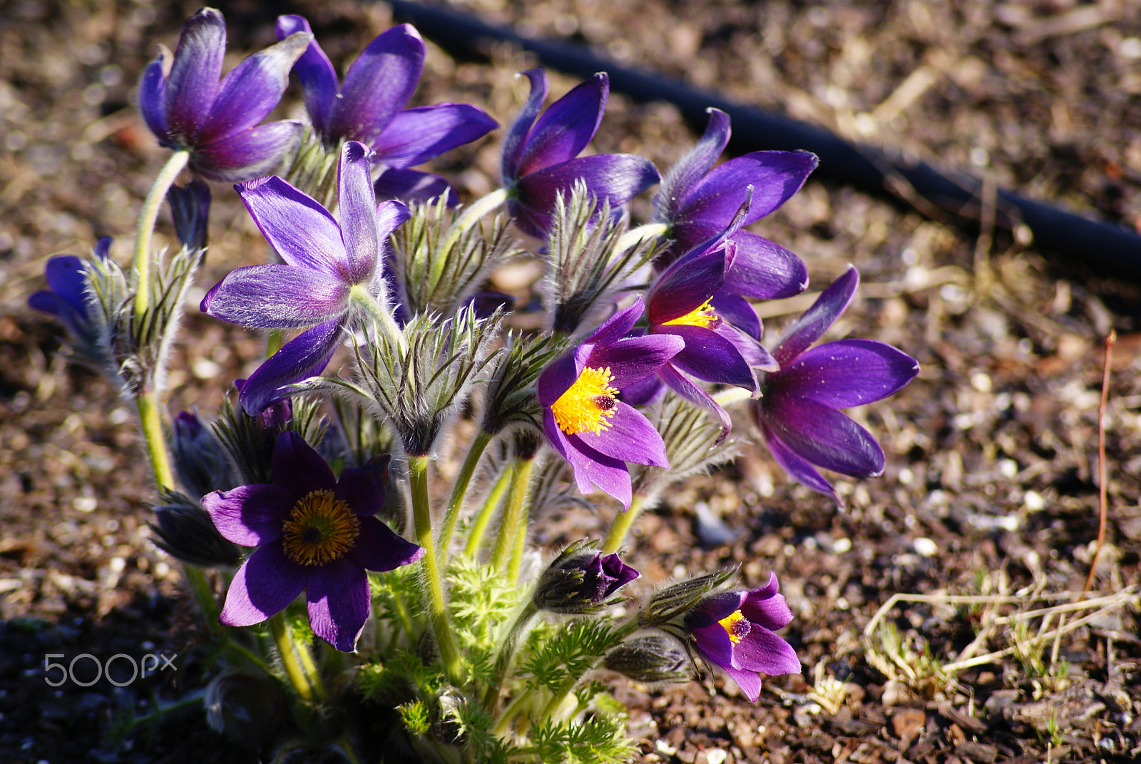 Sony Alpha DSLR-A300 + Sony DT 55-200mm F4-5.6 SAM sample photo. Pasque flower shrub photography