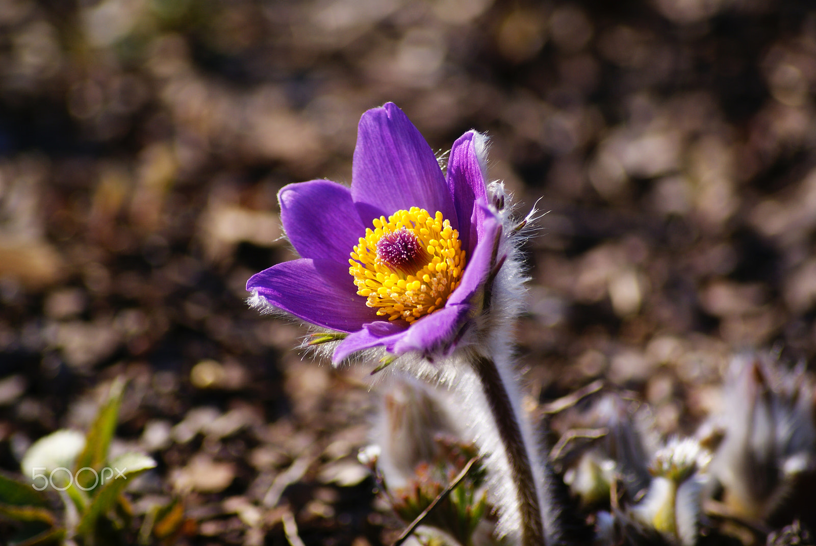 Sony Alpha DSLR-A300 sample photo. Pasque flower photography