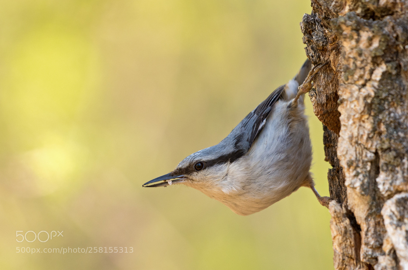 Nikon D7200 sample photo. Eurasian nuthatch photography