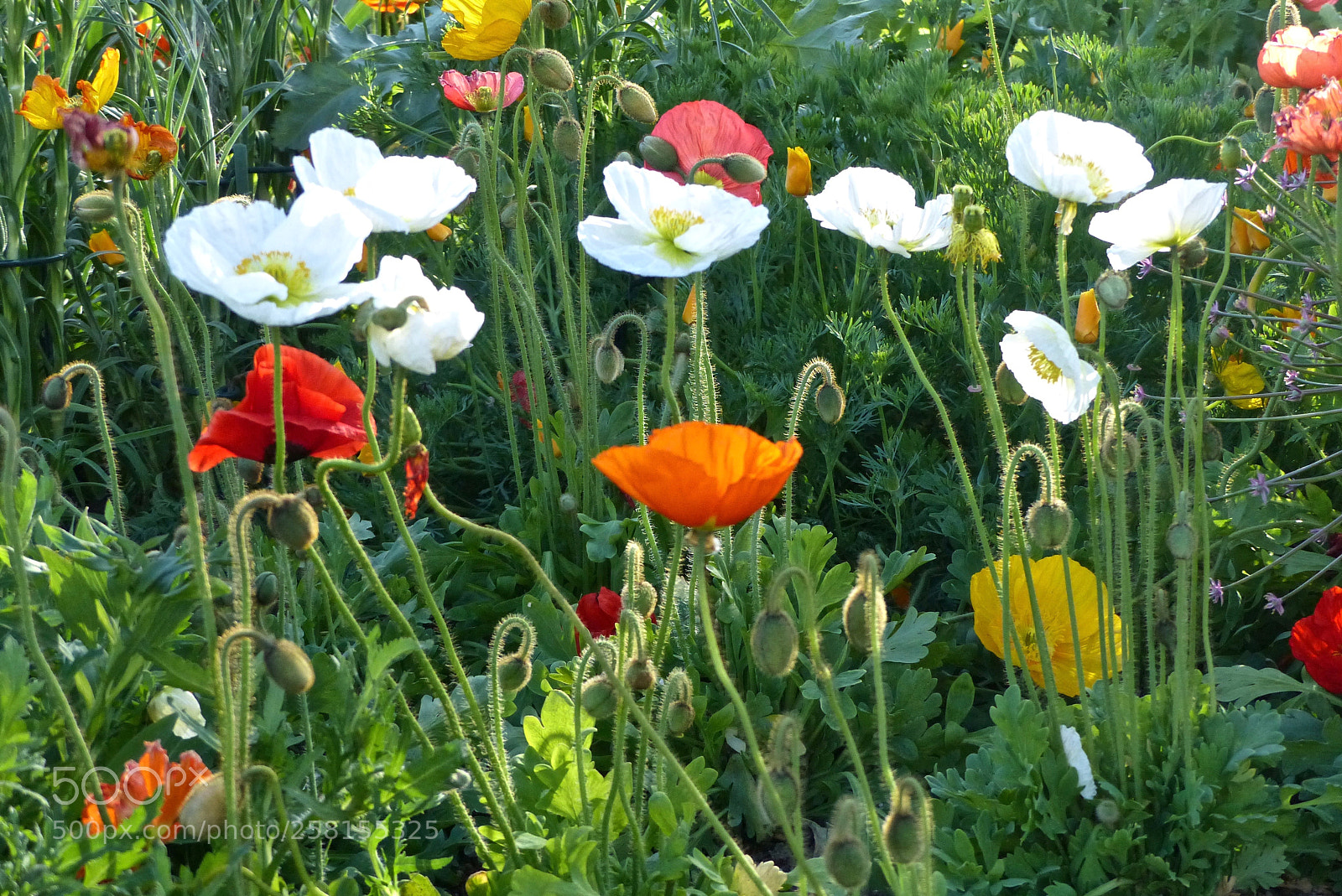 Panasonic Lumix DMC-FZ200 sample photo. Multi-colored poppies photography
