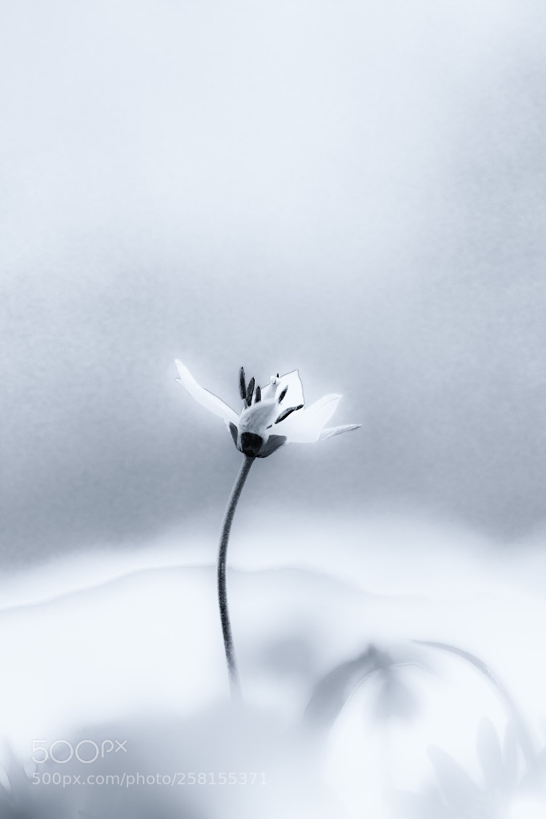 Canon EOS 7D Mark II sample photo. Flower photography