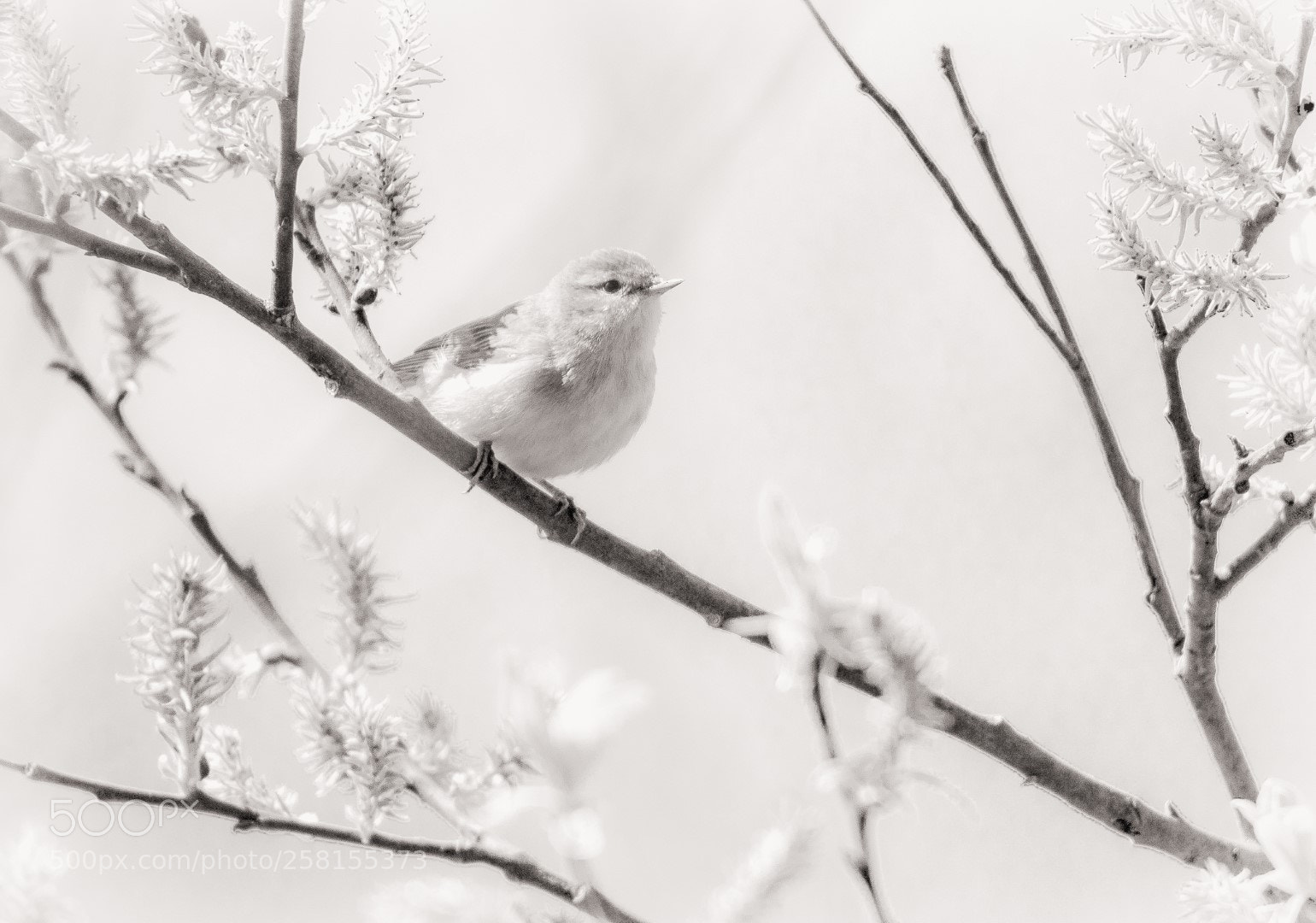 Canon EOS 7D Mark II sample photo. Bird photography