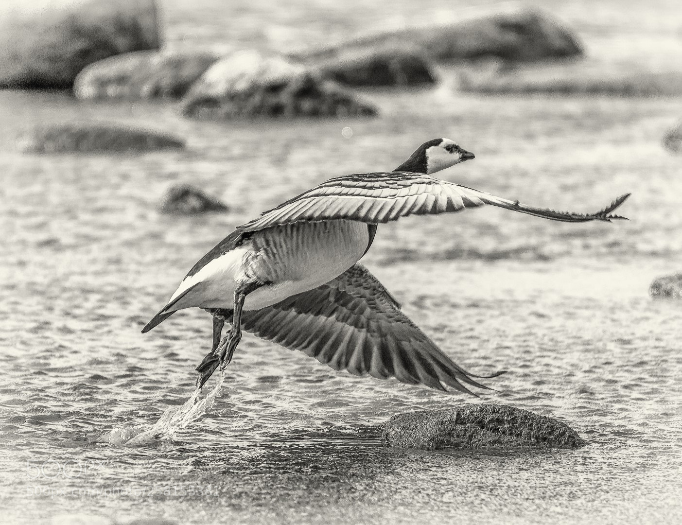 Canon EOS 7D Mark II sample photo. Bird photography