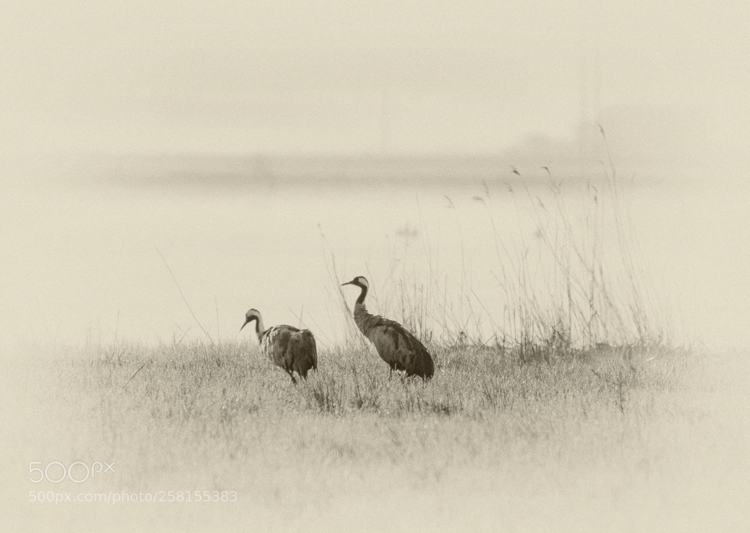 Canon EOS 7D Mark II sample photo. Bird photography