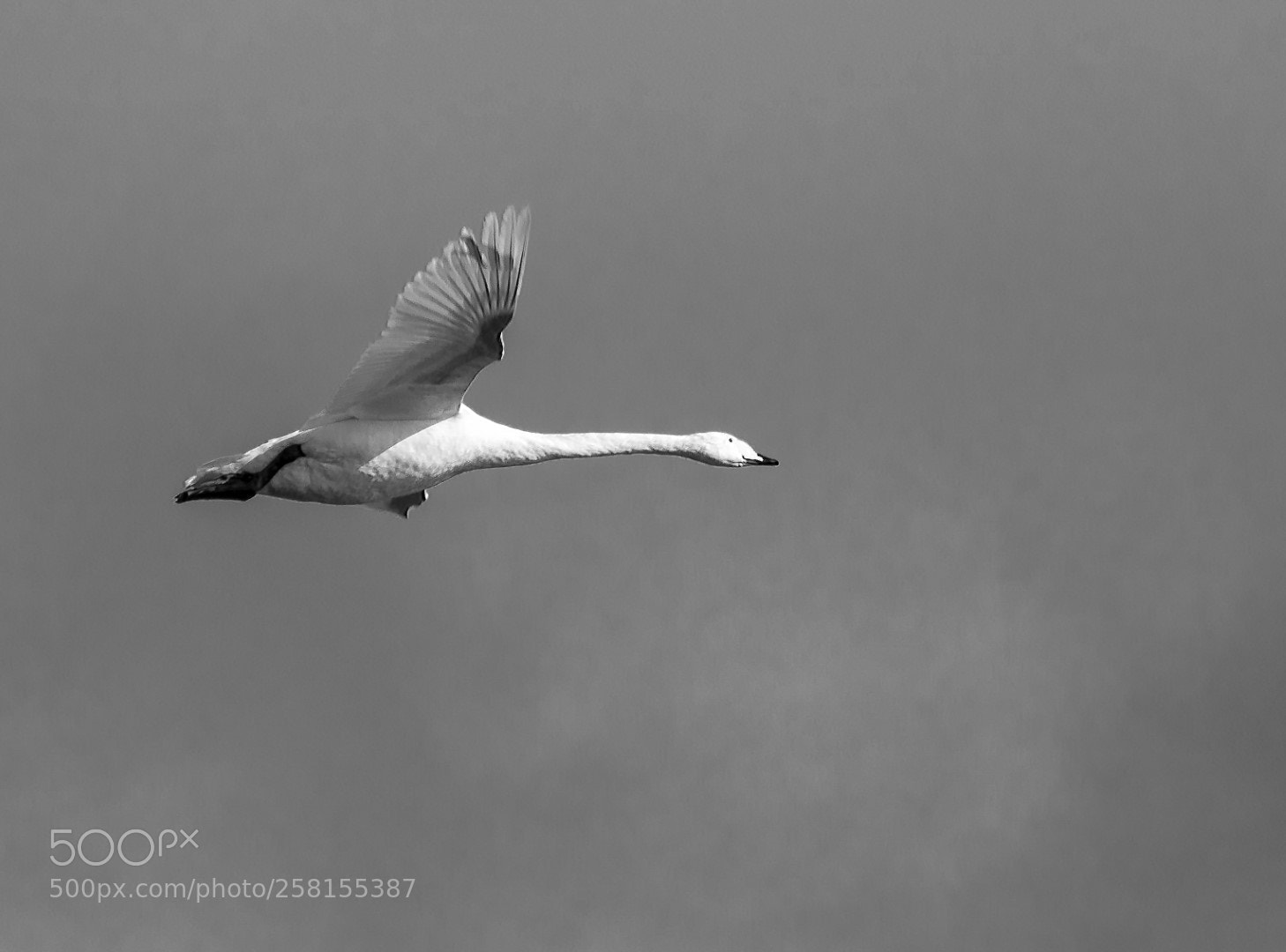 Panasonic Lumix DMC-GX85 (Lumix DMC-GX80 / Lumix DMC-GX7 Mark II) sample photo. Bird photography
