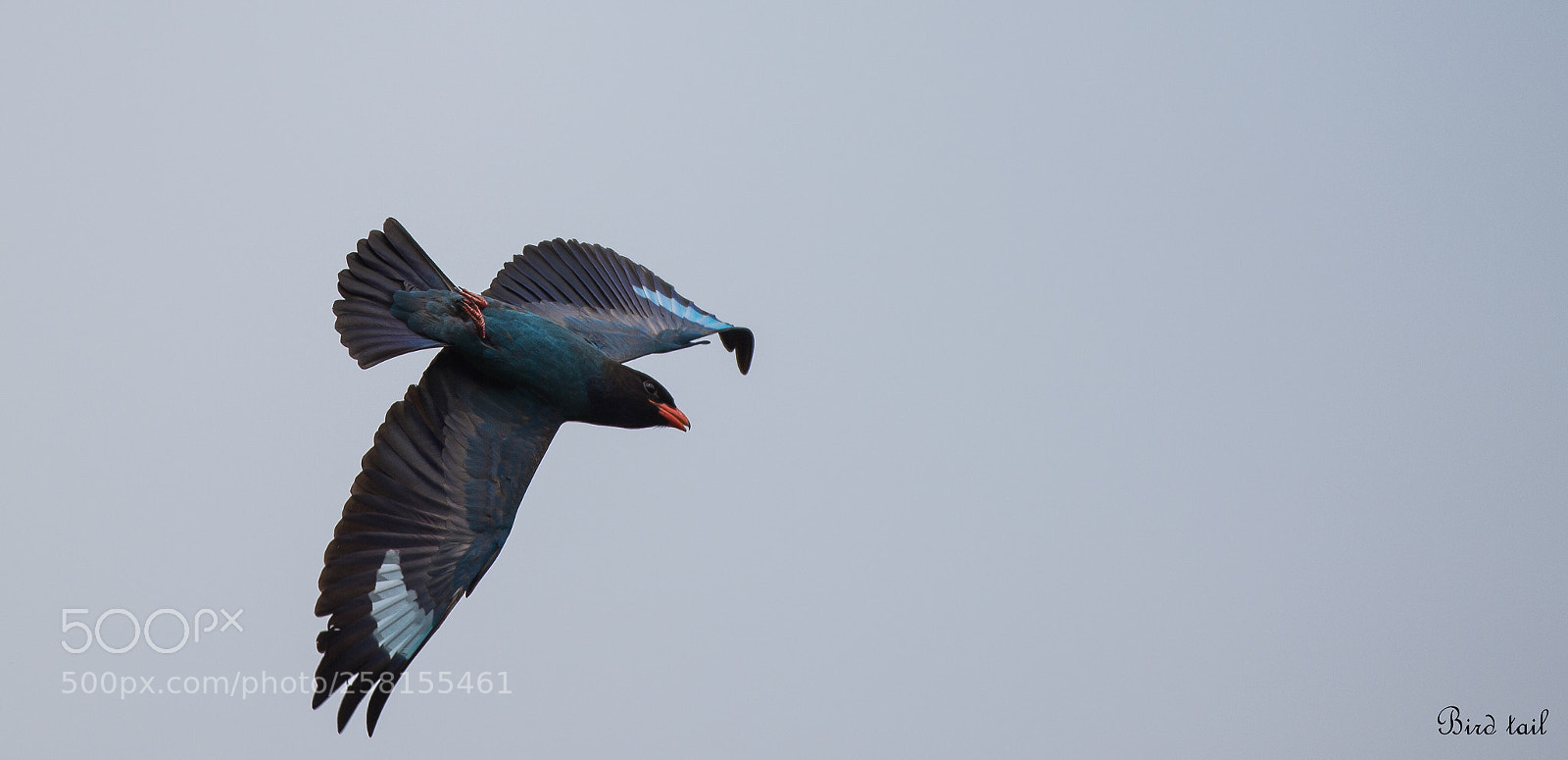 Nikon D4S sample photo. 파랑새: dollar bird in korea photography