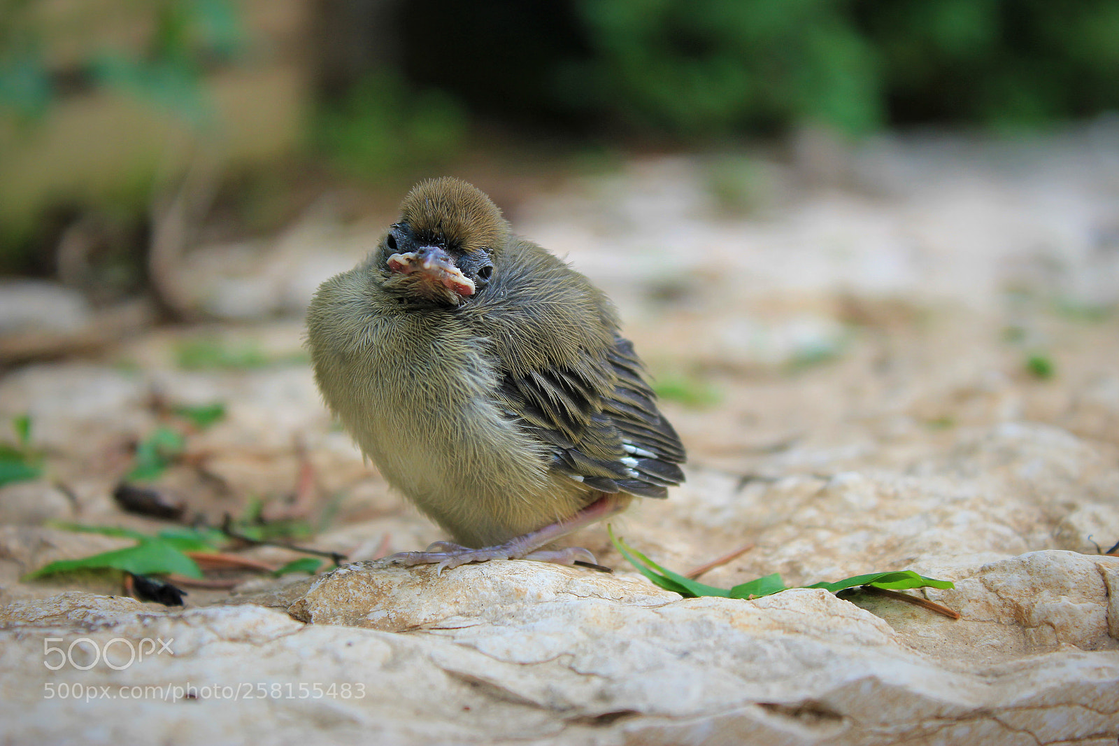 Canon EOS 550D (EOS Rebel T2i / EOS Kiss X4) sample photo. Little.bird photography