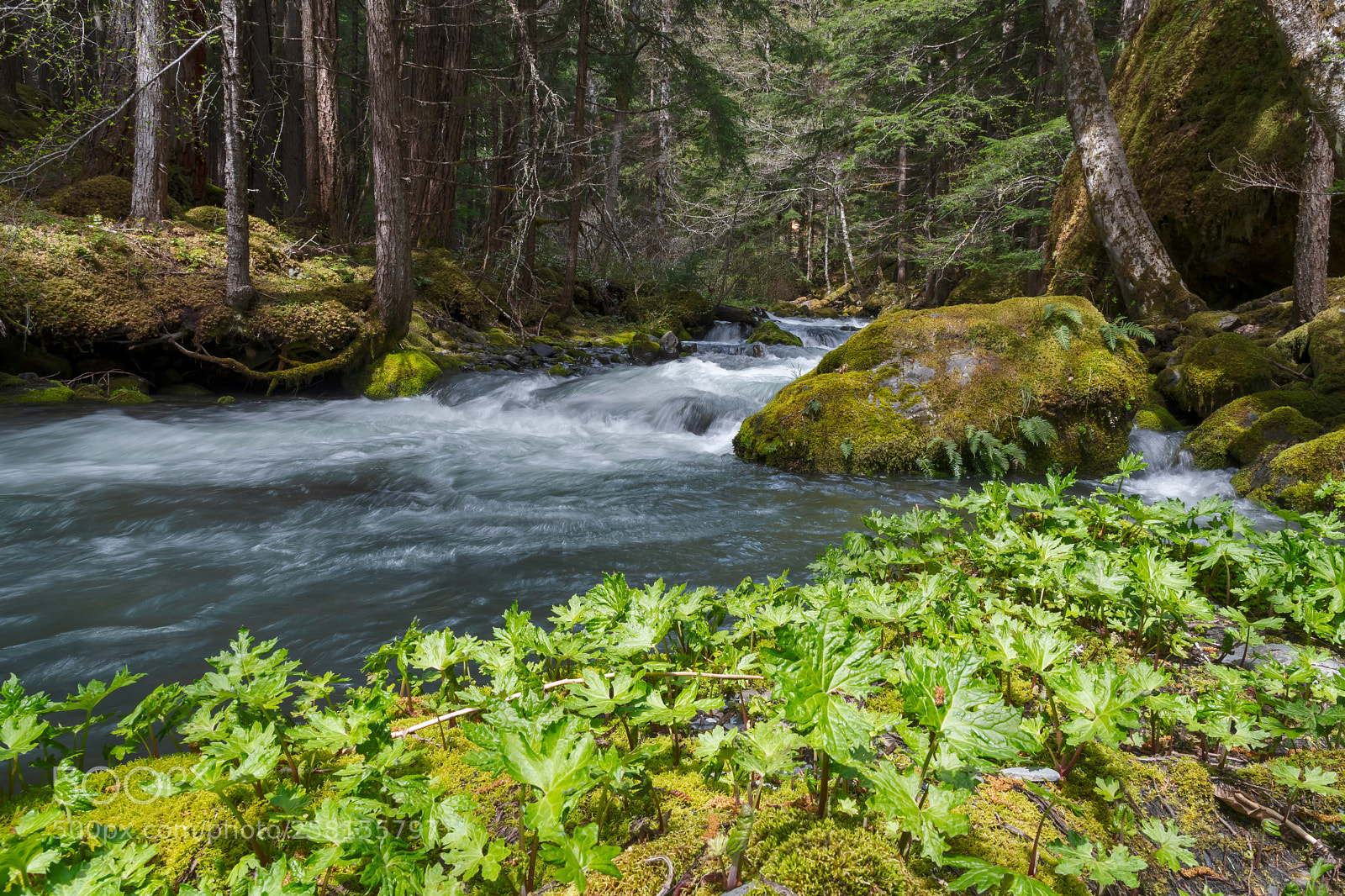Nikon D500 sample photo. Royal creek photography