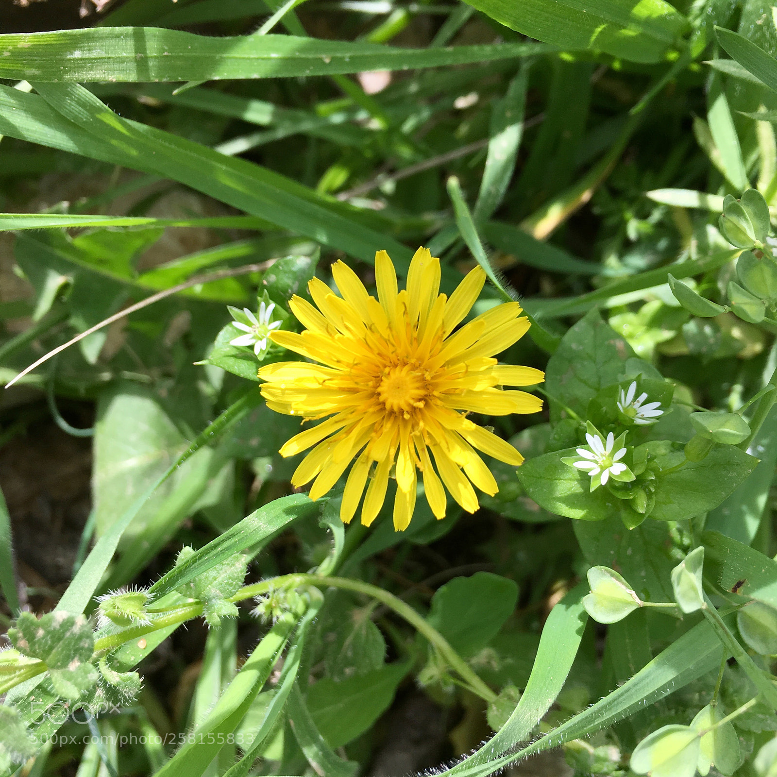 Apple iPhone 6s Plus sample photo. Untitled photography