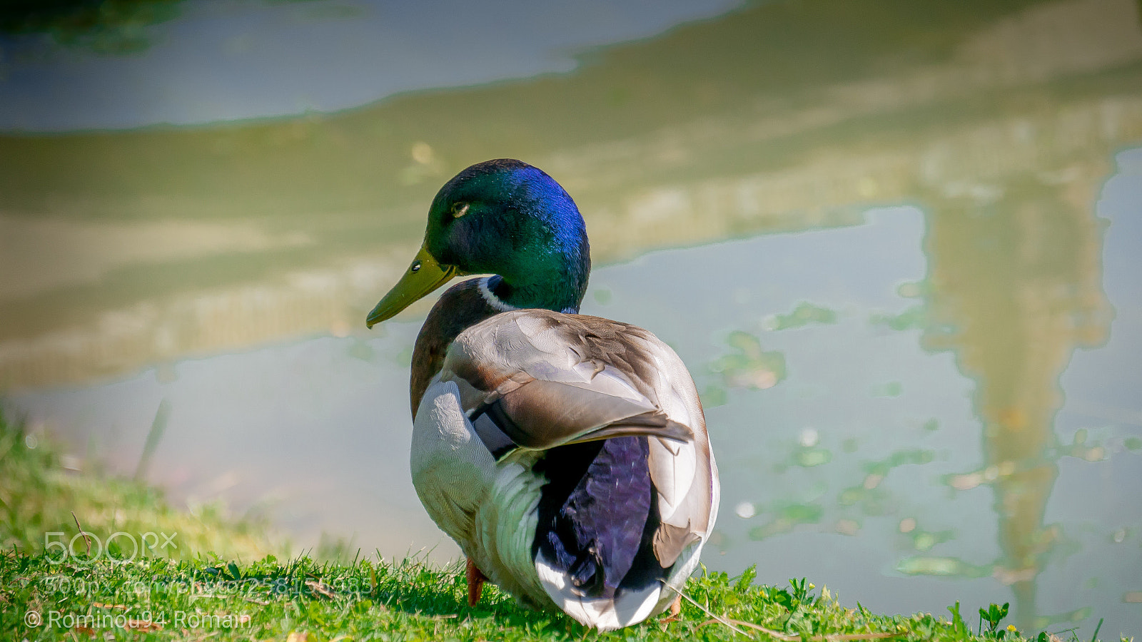 Panasonic Lumix DMC-G7 sample photo. Duck photography