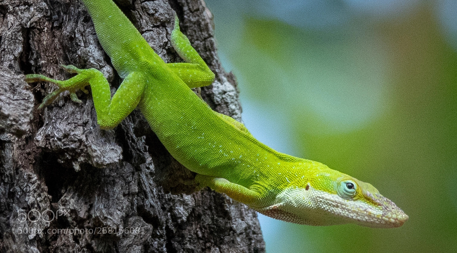 Nikon D500 sample photo. Anole photography