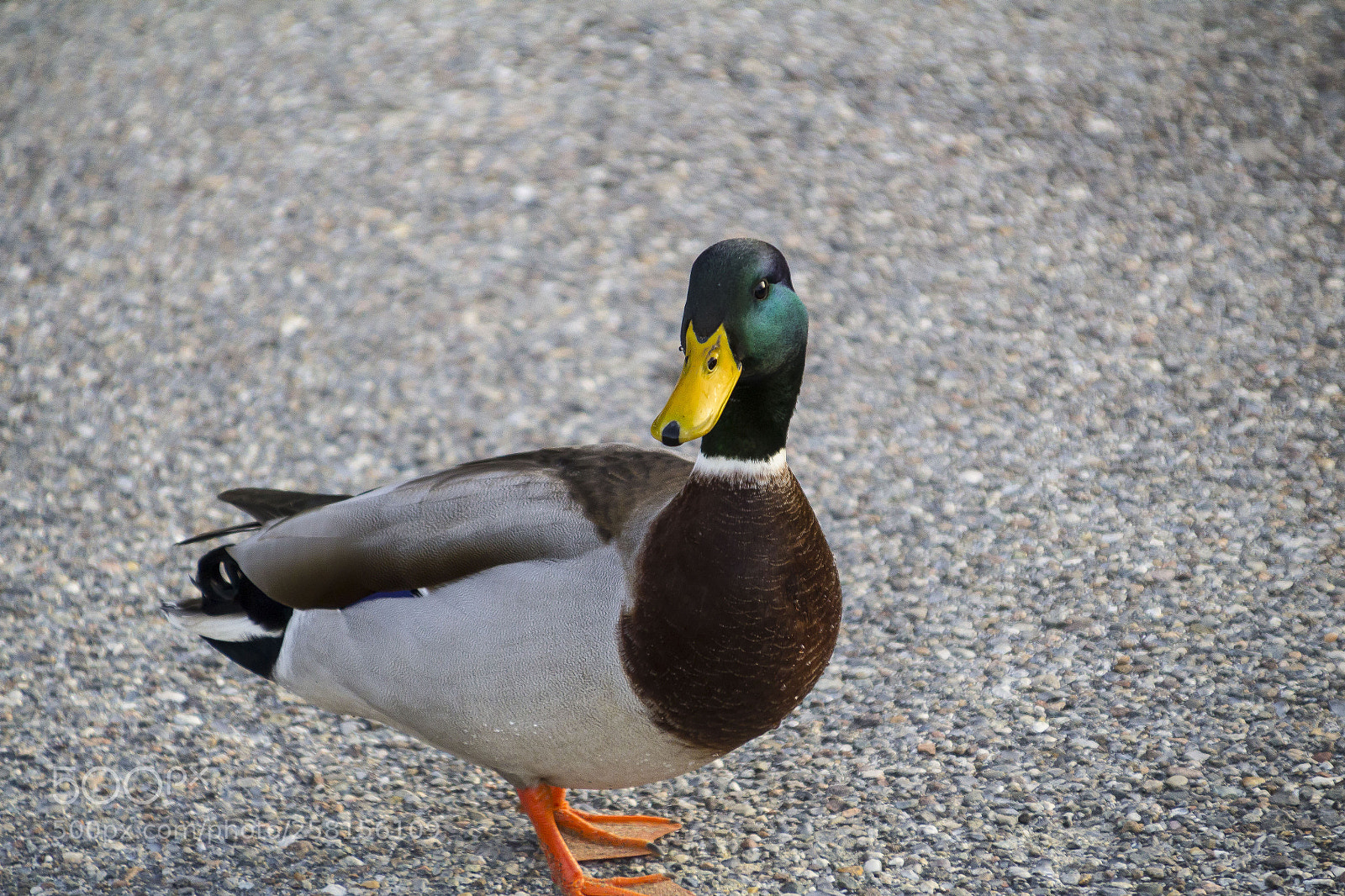 Canon EOS 1200D (EOS Rebel T5 / EOS Kiss X70 / EOS Hi) sample photo. Little duck photography