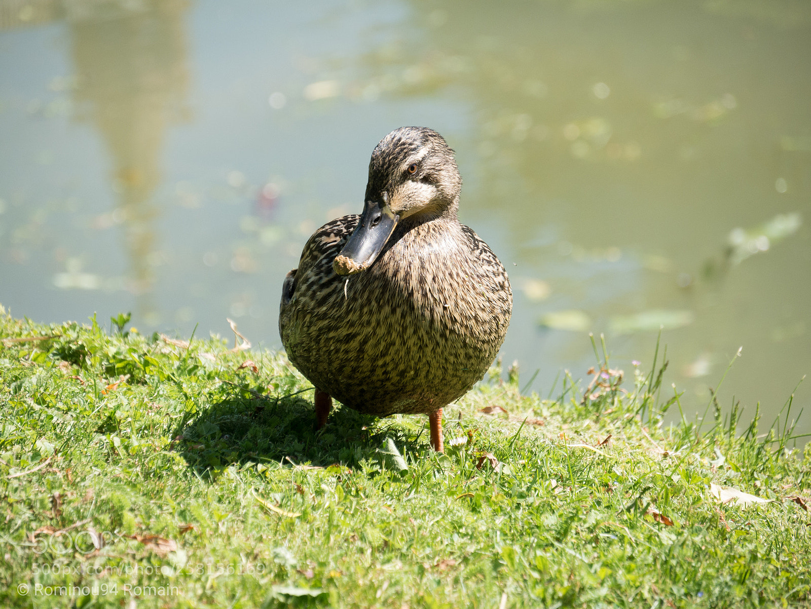 Panasonic Lumix DMC-G7 sample photo. Cool duck photography
