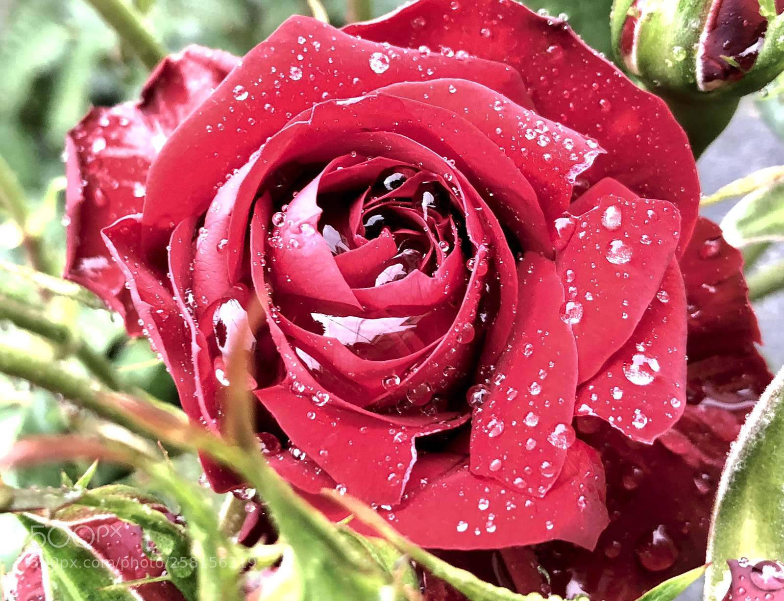 Apple iPhone 8 sample photo. Untitled photography