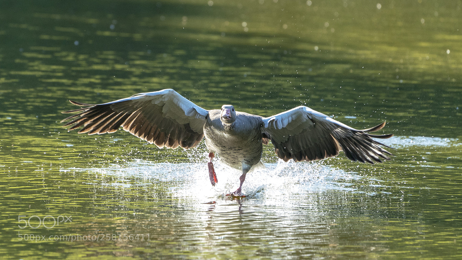 Sony a7R III sample photo. Walking on water photography