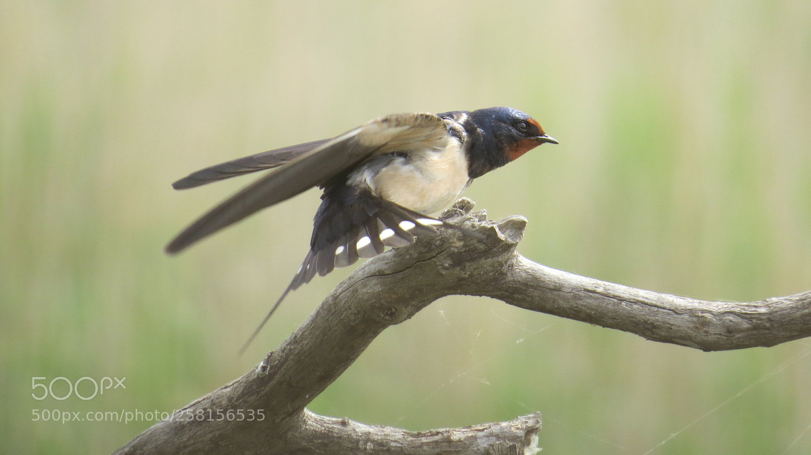 Canon PowerShot SX50 HS sample photo. Barn swallow photography