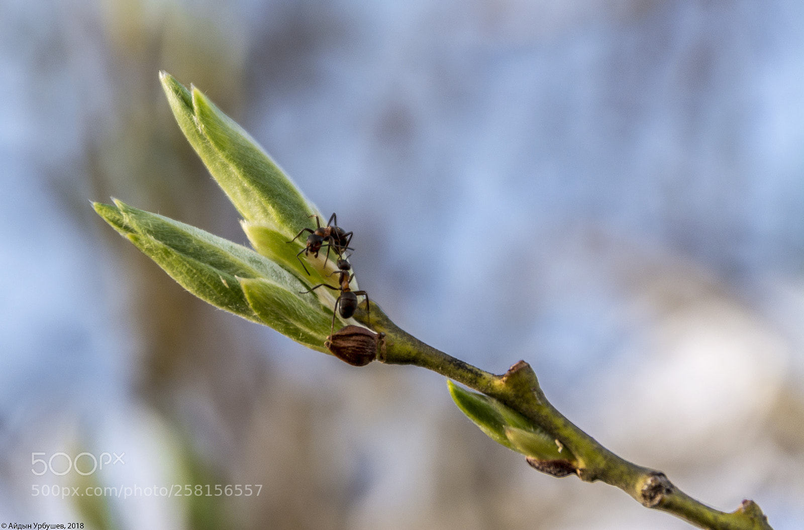 Nikon D5200 sample photo. Two ants photography