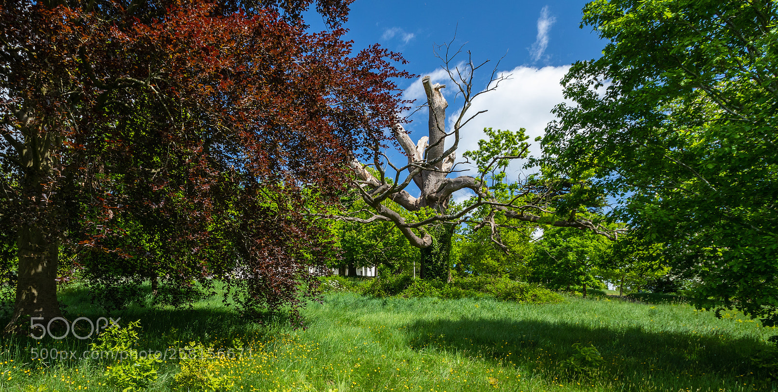 Canon EOS 5D Mark IV sample photo. Old bastard in full photography