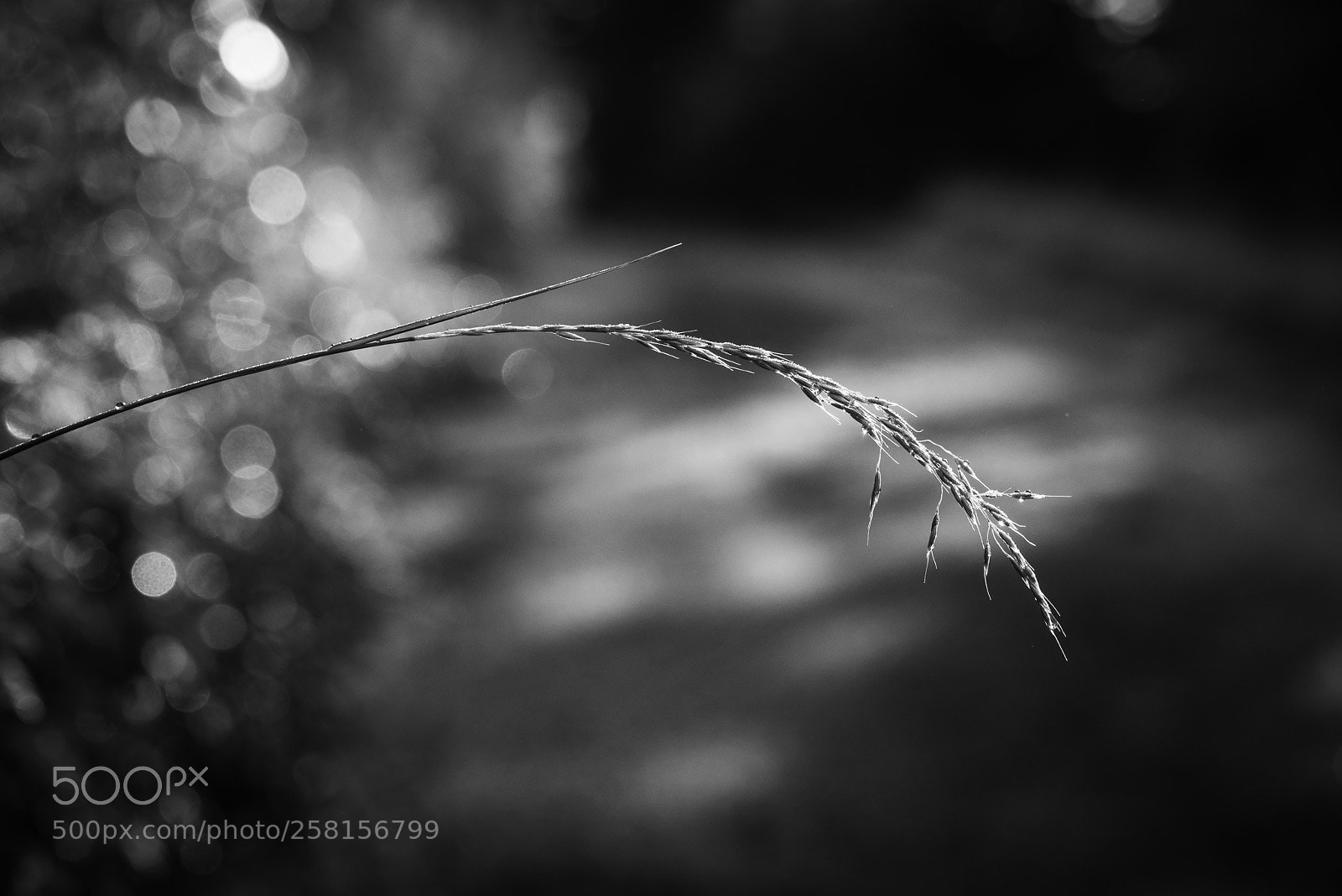 Sony a7R sample photo. Blade of grass photography