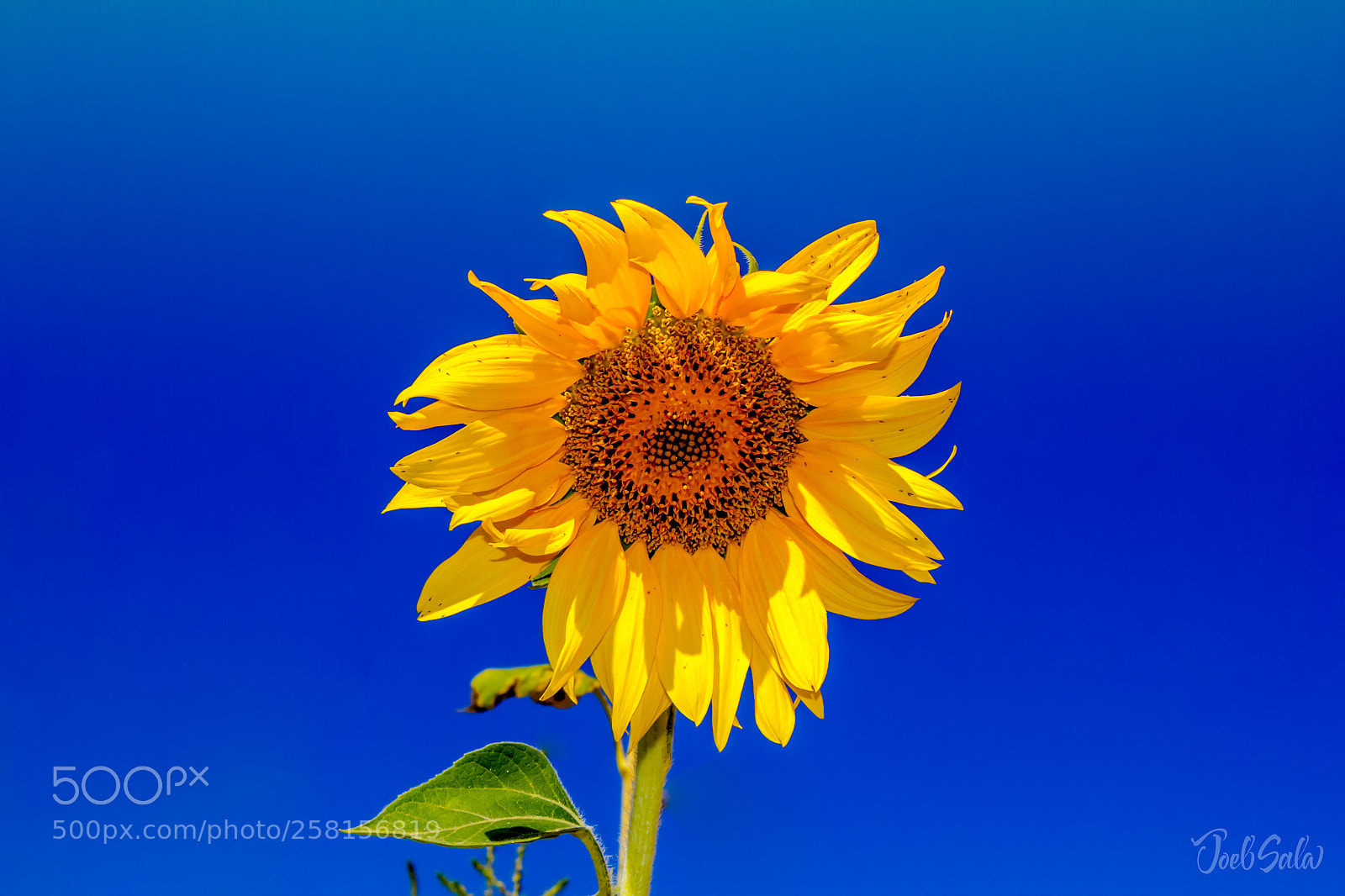 Canon EOS 550D (EOS Rebel T2i / EOS Kiss X4) sample photo. Sunflower photography