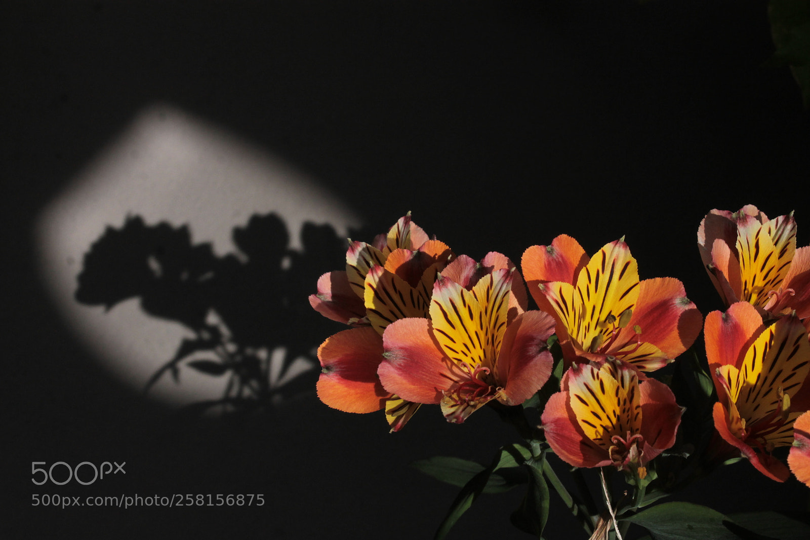 Canon EOS 1100D (EOS Rebel T3 / EOS Kiss X50) sample photo. Flower shadows photography