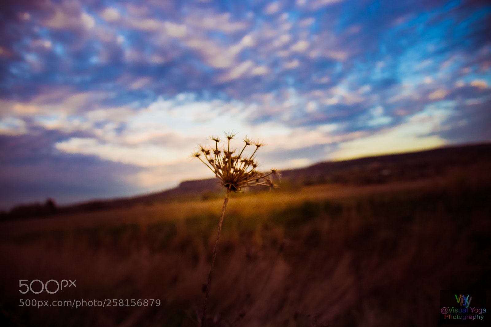 Canon EOS 80D sample photo. The spring photography