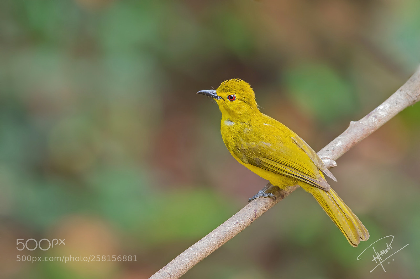 Canon EOS 5D Mark IV sample photo. Yellow browed bulbul photography