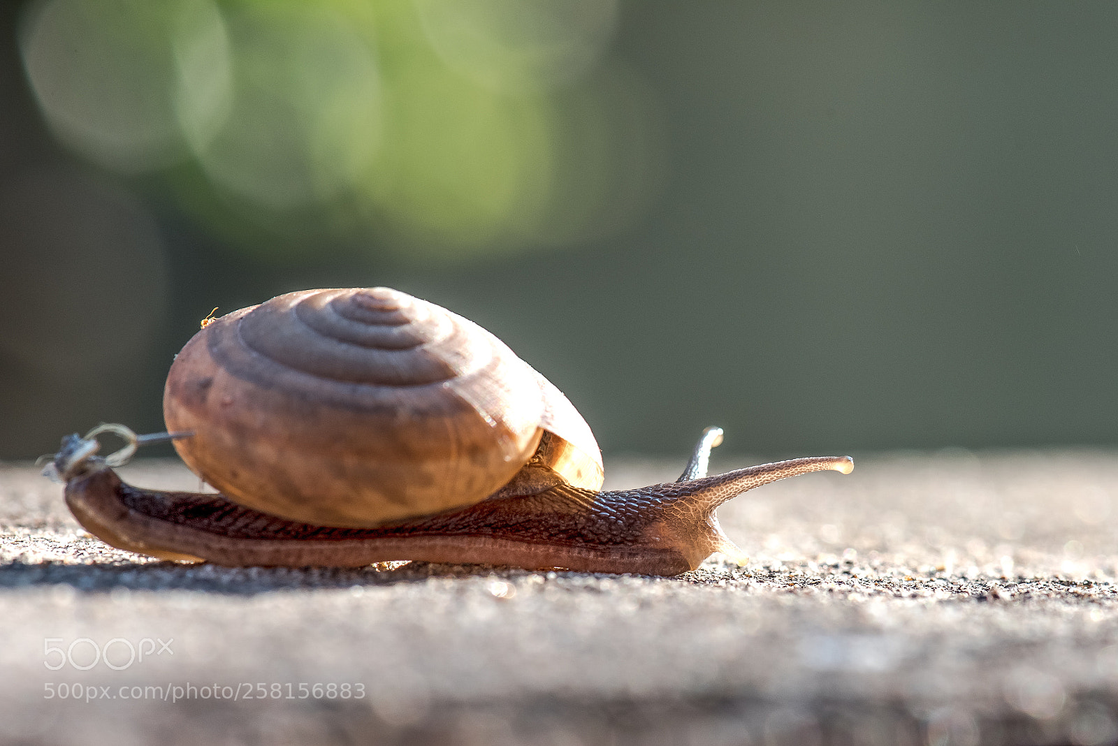 Nikon D750 sample photo. Snails are traveling in photography