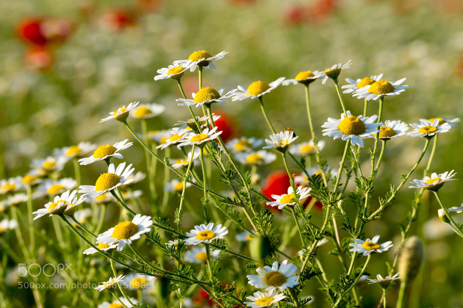 Sony SLT-A58 sample photo. Meadow photography