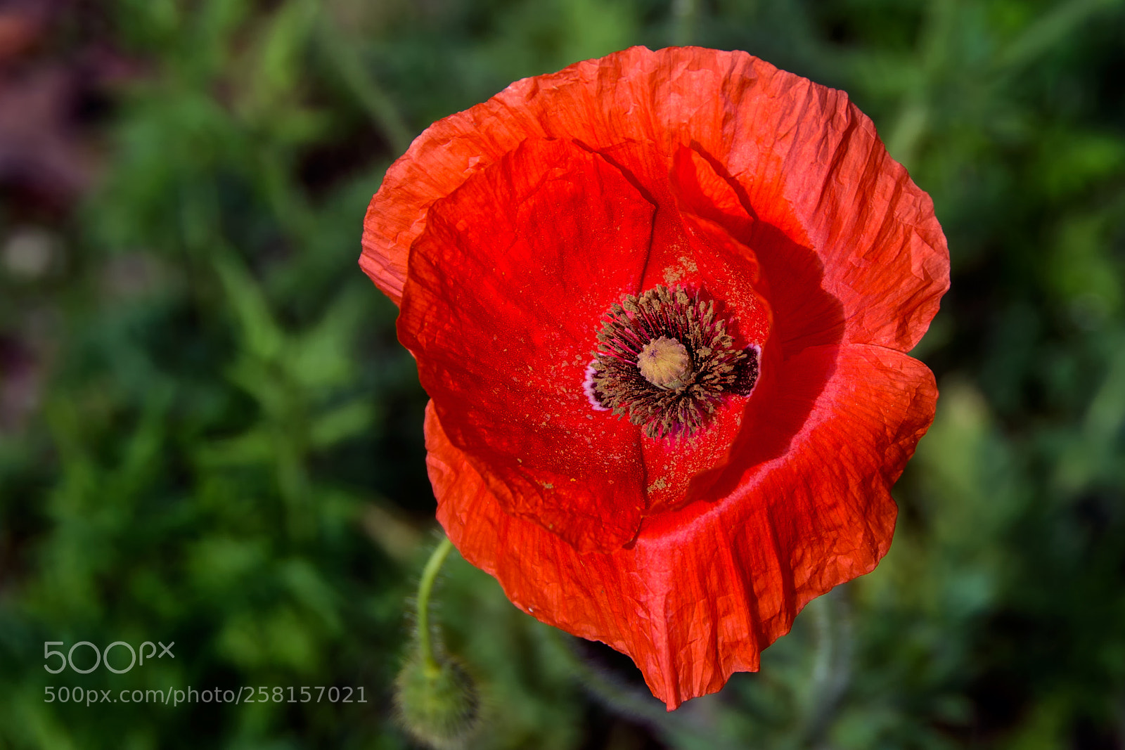 Nikon D800 sample photo. Red corn poppy photography