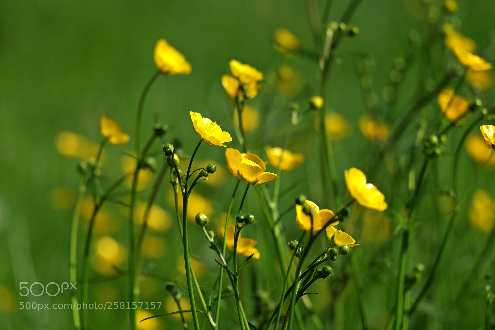 Fujifilm X-T10 sample photo. Buttercup photography