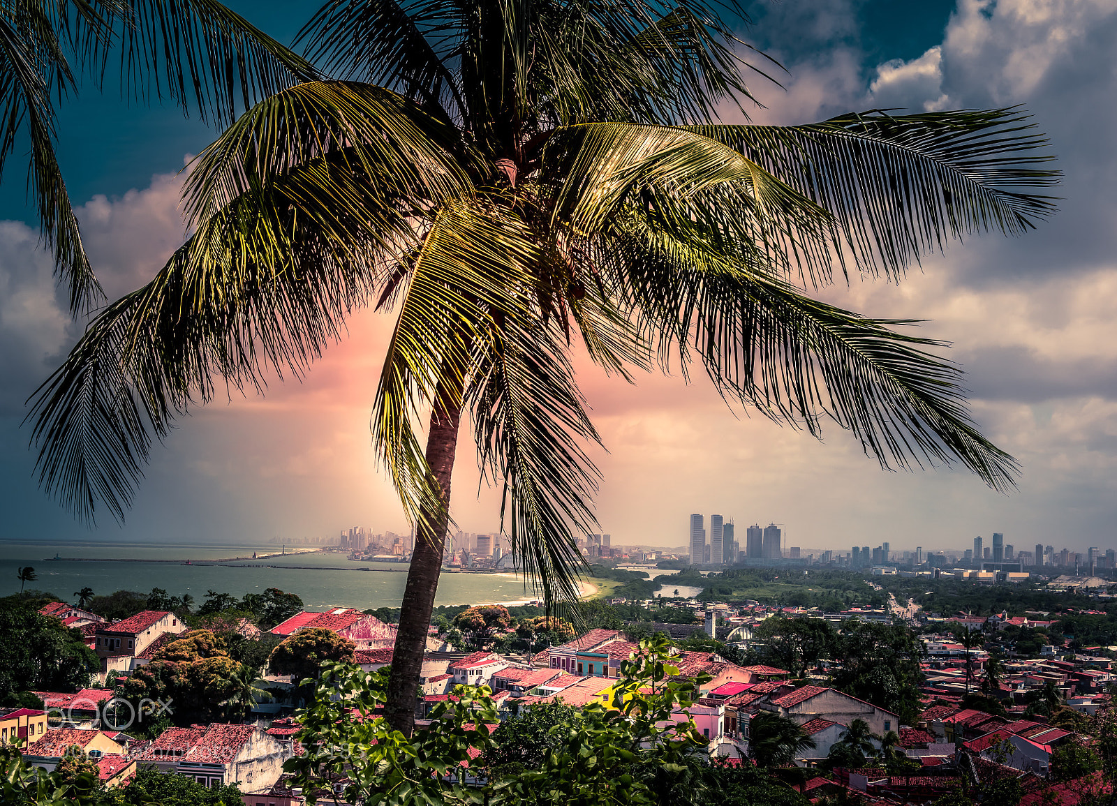 Nikon D810 sample photo. View with palm tree photography