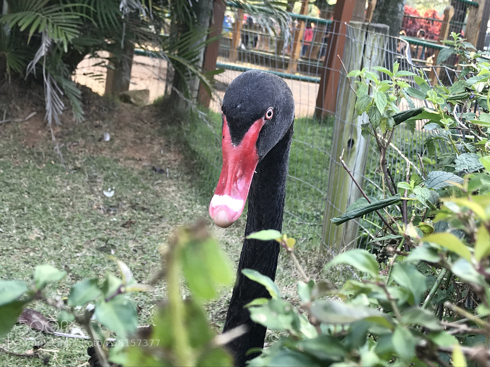 Apple iPhone 7 sample photo. Bird photography