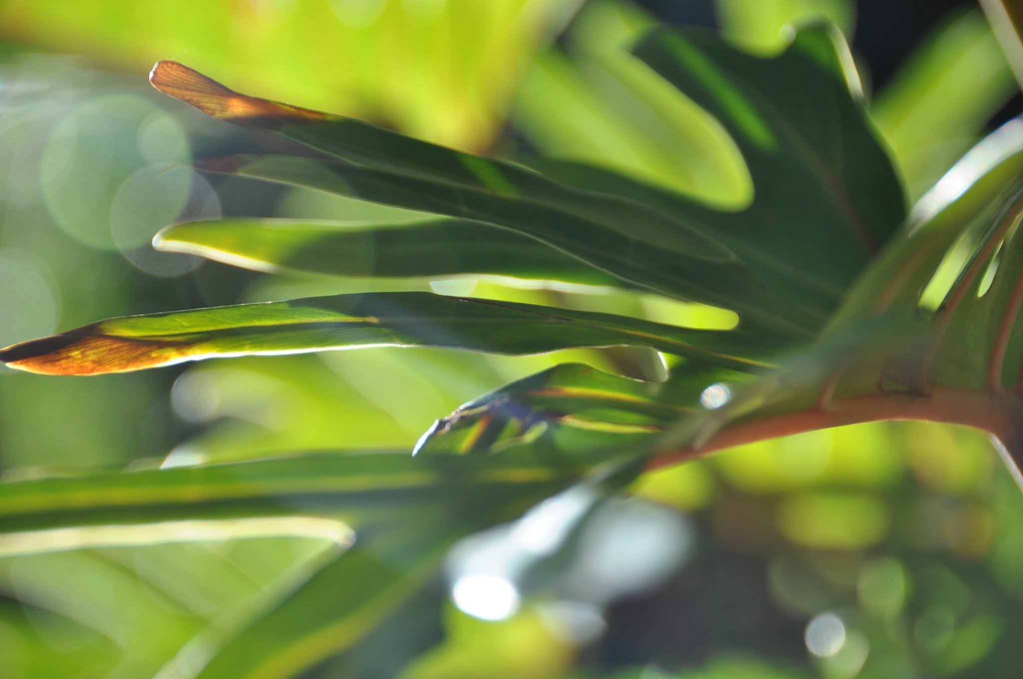 Nikon D90 sample photo. Garden photography