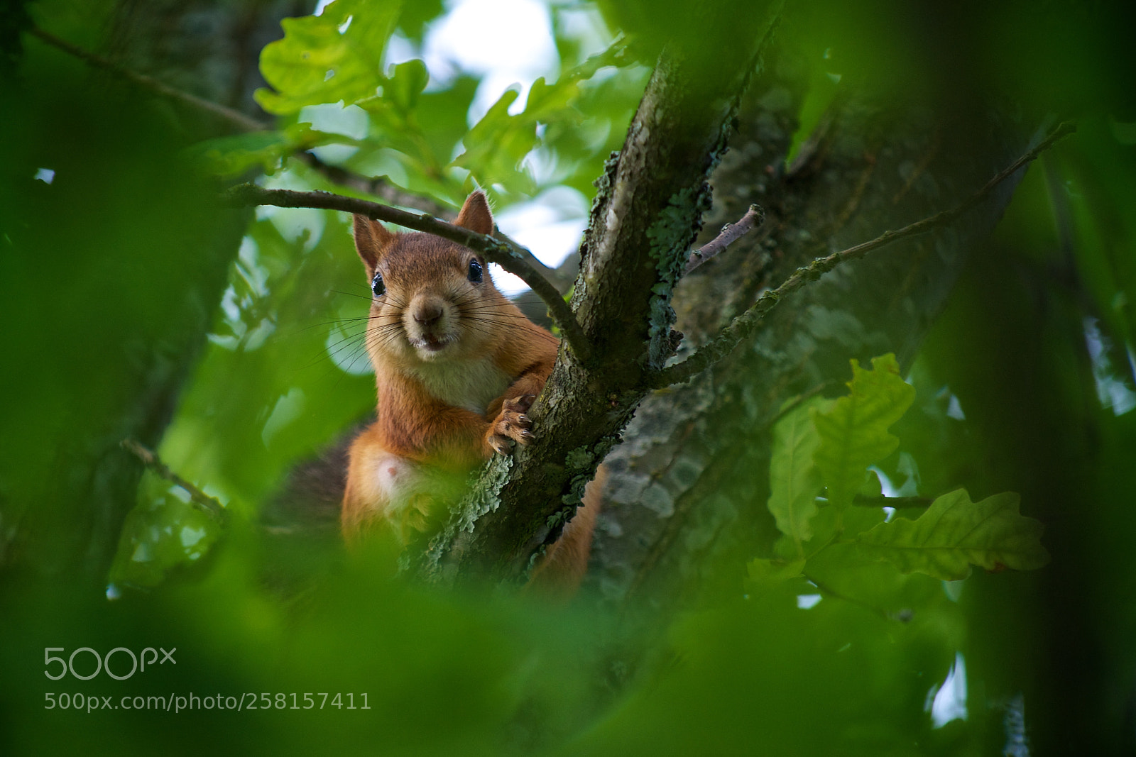 Nikon D3 sample photo. Squirrel photography