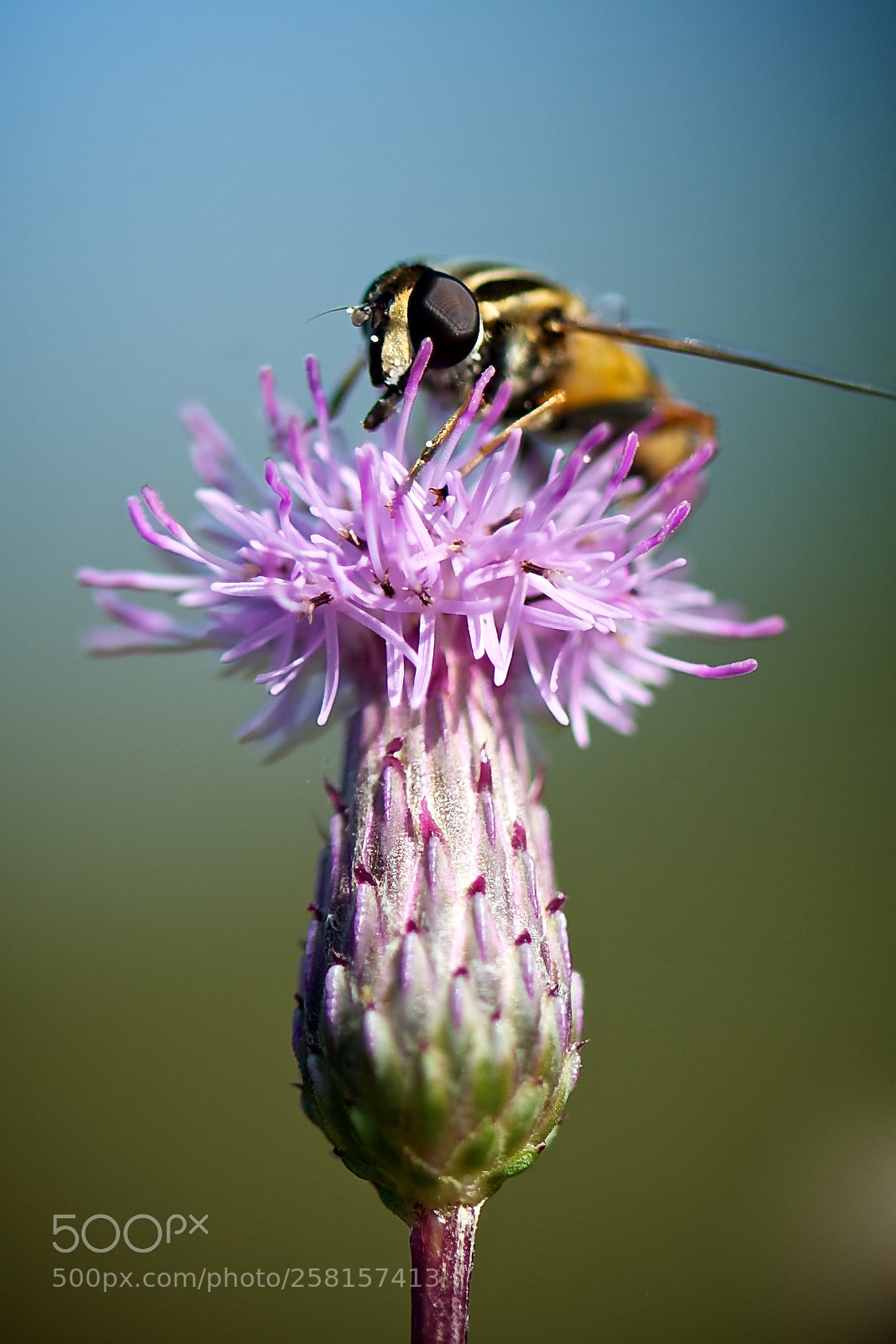 Nikon D3 sample photo. Bee photography