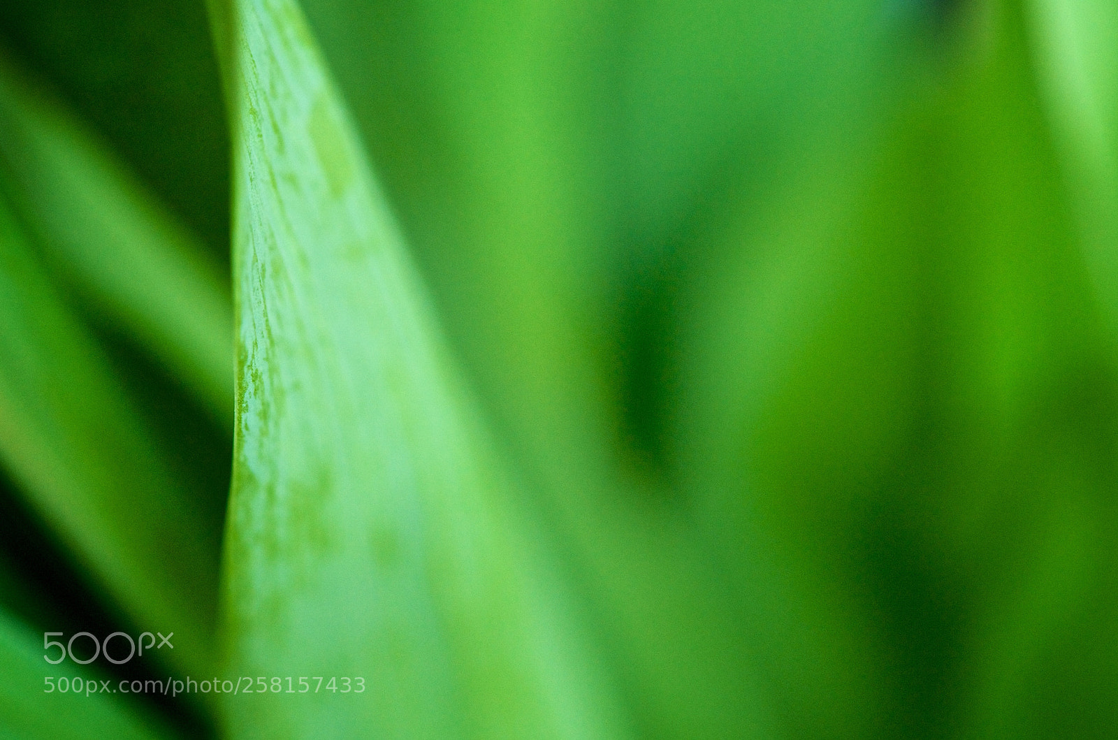 Nikon D3 sample photo. Leaves photography