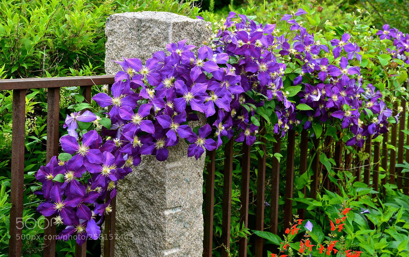 Nikon D600 sample photo. Purple blooms photography
