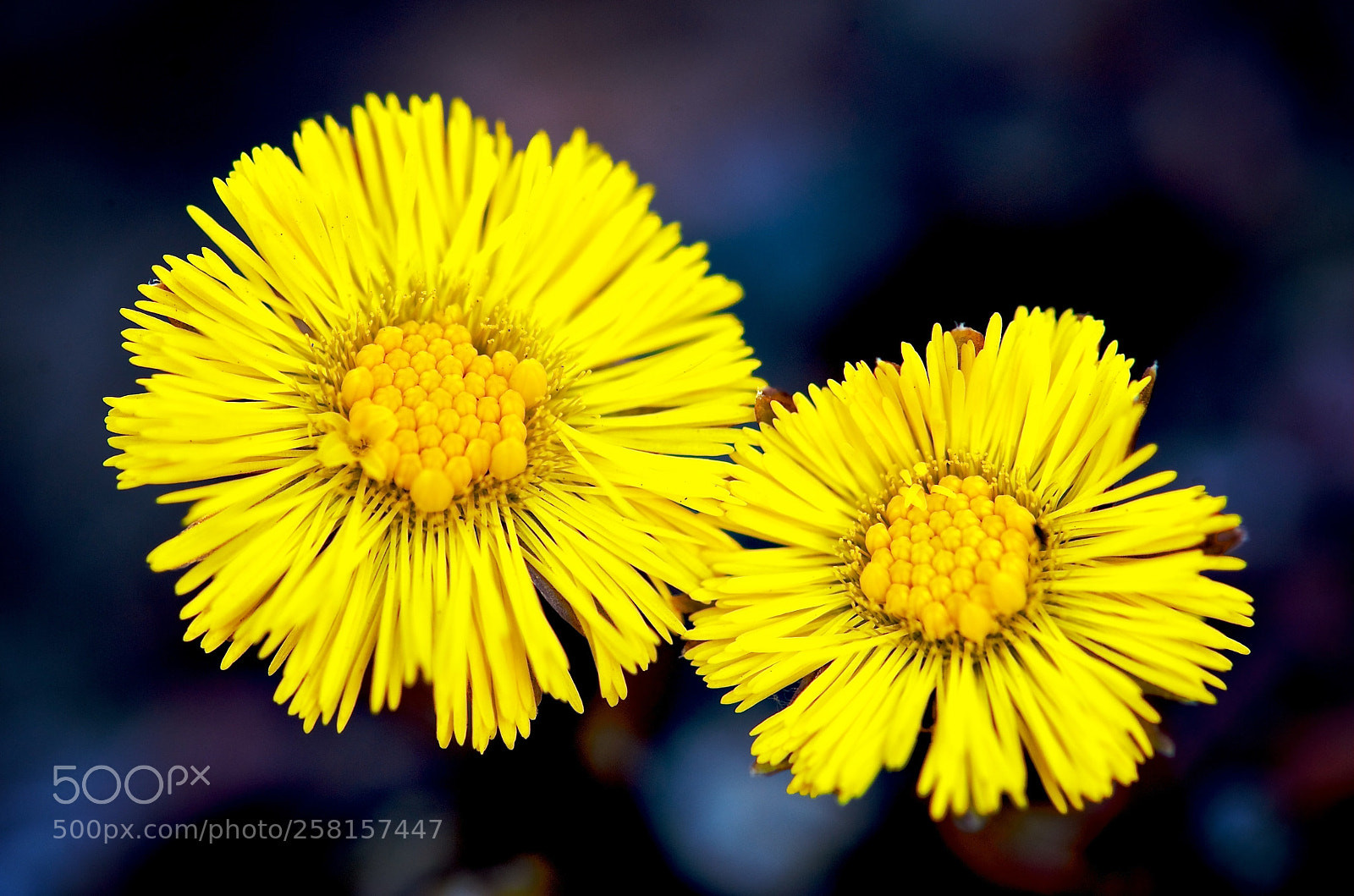 Nikon D3 sample photo. Flowers photography