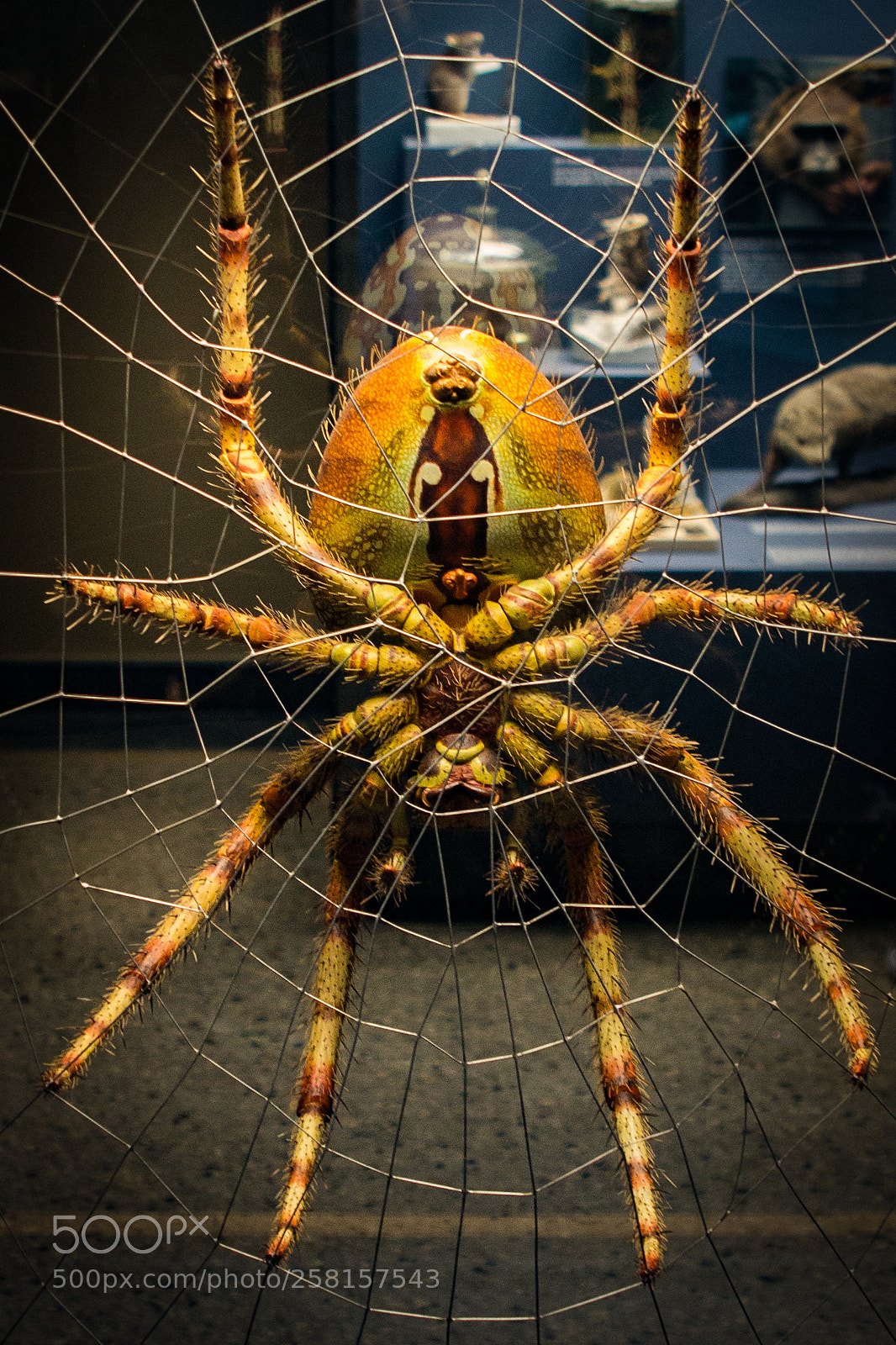 Canon EOS 60D sample photo. Spinne im museum photography