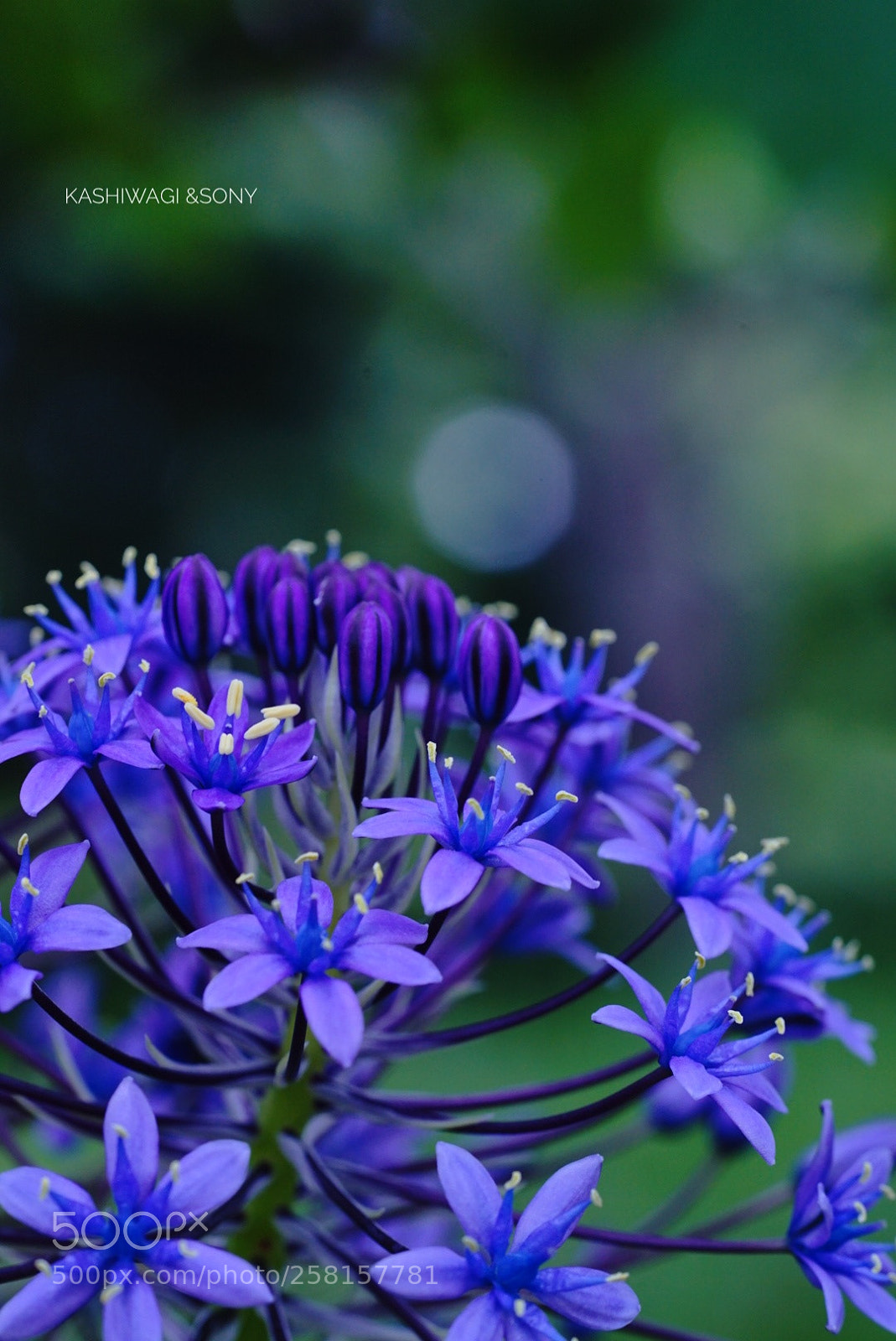 Sony a7 II sample photo. Forest fairy scilla peruviana photography