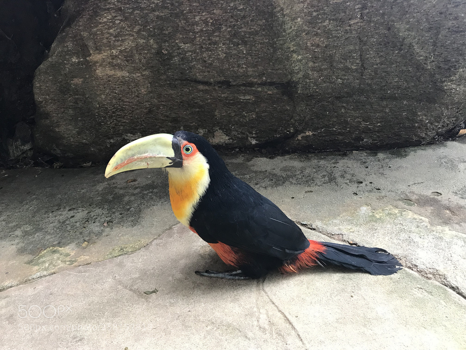 Apple iPhone 7 sample photo. Tucano  photography
