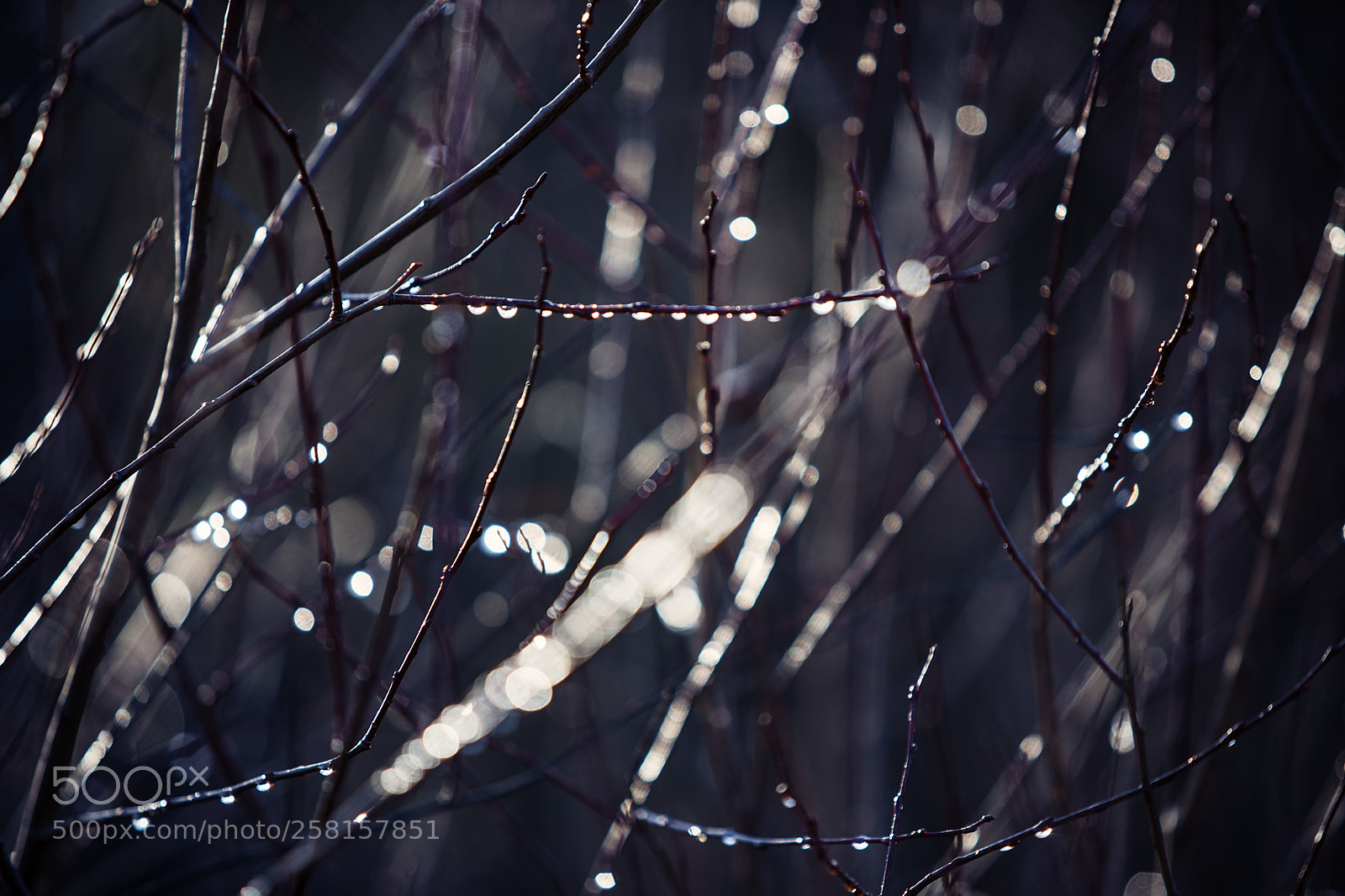 Canon EOS 6D Mark II sample photo. Spring photography