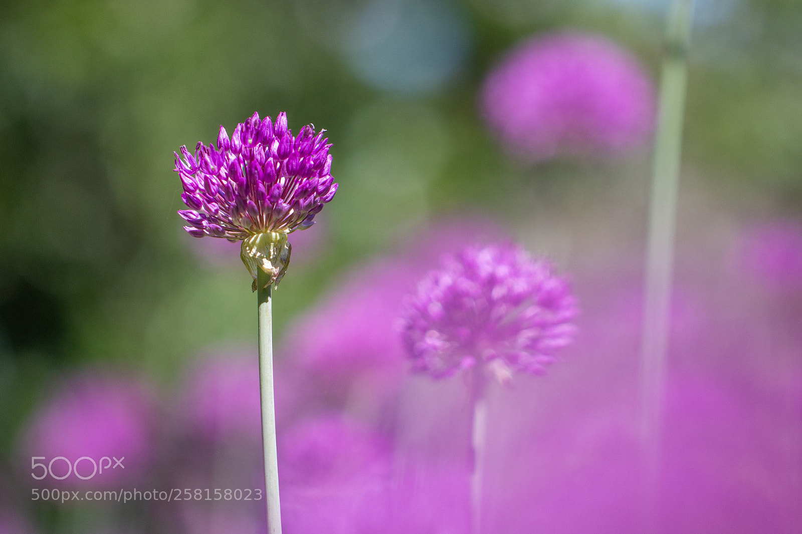 Canon EOS 70D sample photo. Purple life photography